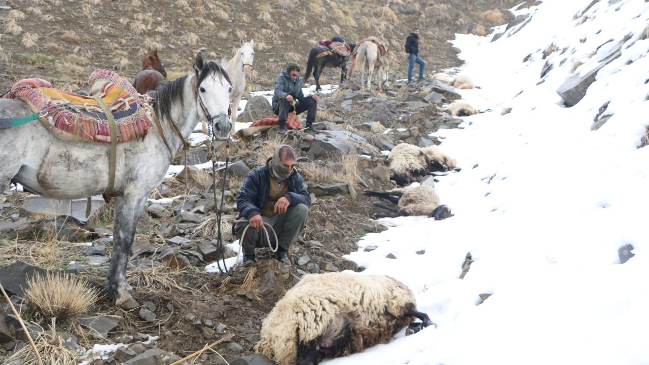 Yüksekova'da sürüye saldıran kurtlar 65 koyunu öldürdü