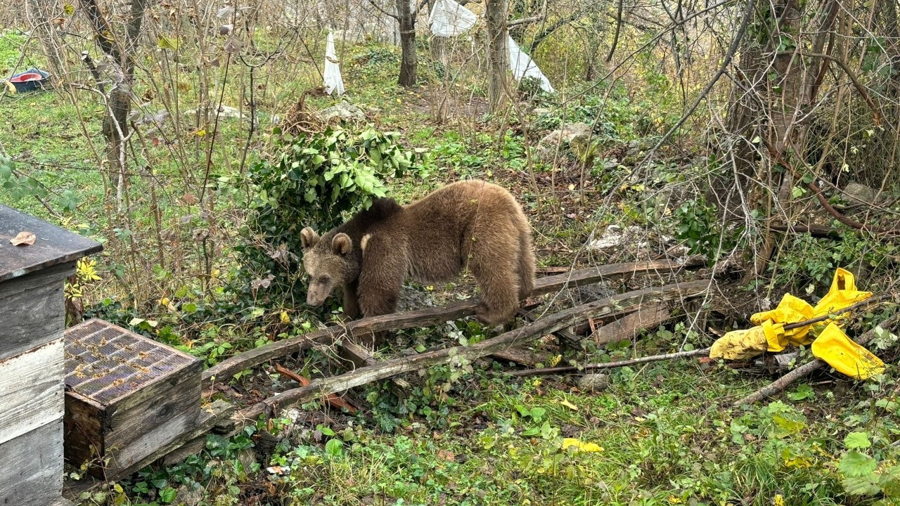 Bahçe teline takılan yavru ayı kurtarıldı