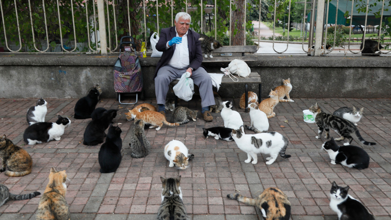 Her gün 700 kediyi doyuran emekli: Ben onların babasıyım