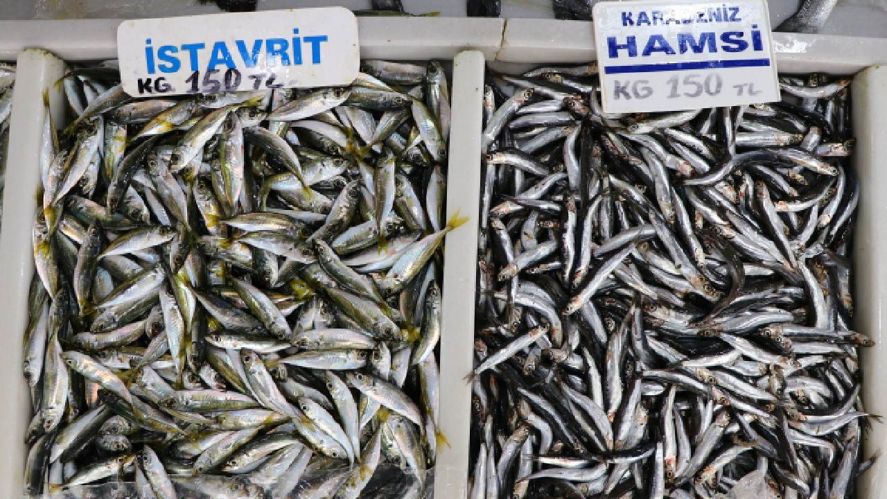 Trakya'da balıkçıların yüzü hamsi ve istavritle güldü