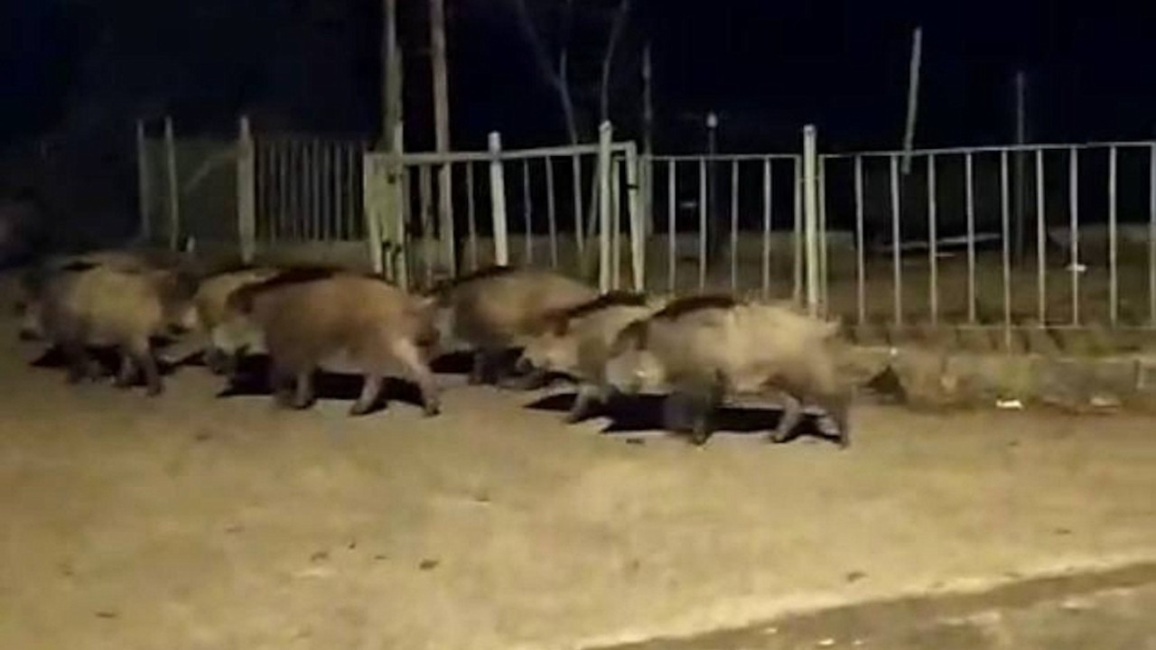 Karabük'te domuzlar ilçe merkezine indi