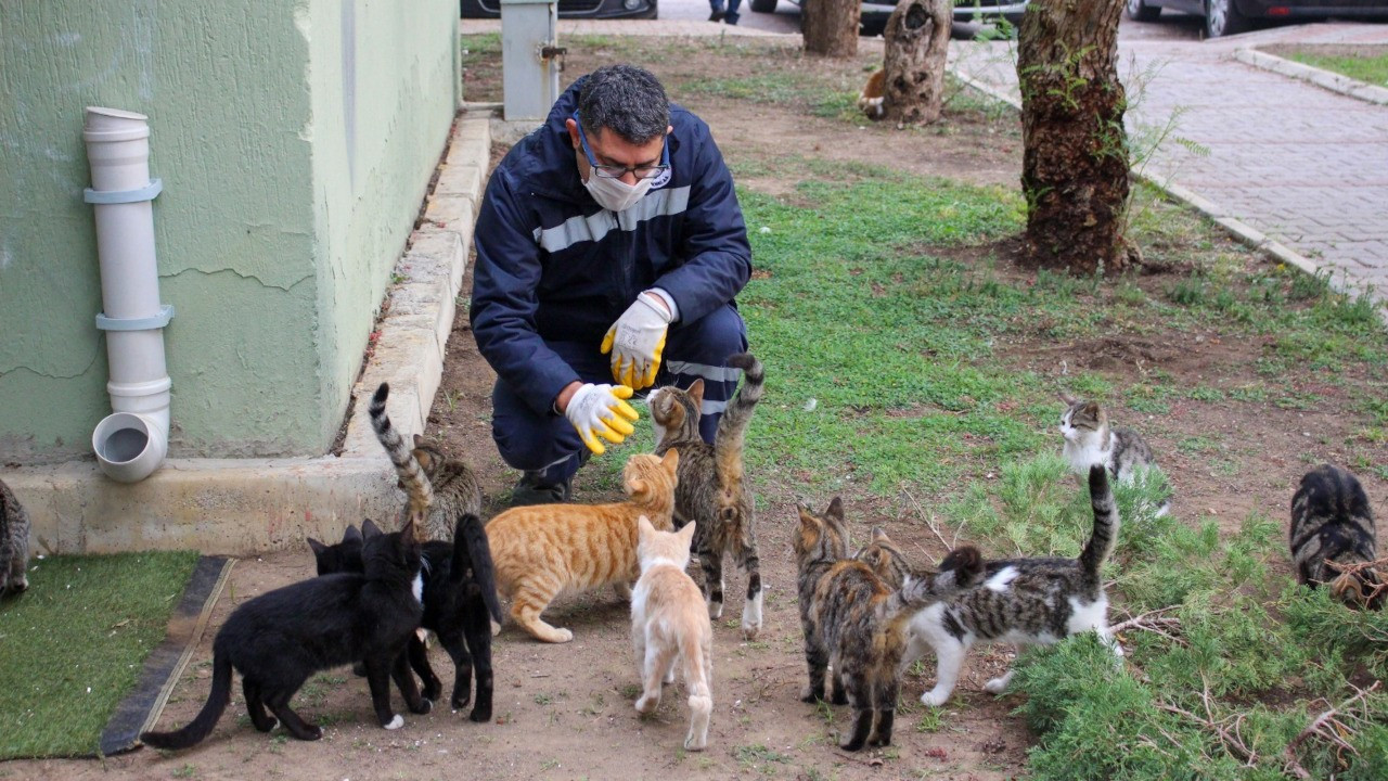 Karşıyaka Belediyesi, 2023'te 40 bin sokak hayvanını tedavi etti
