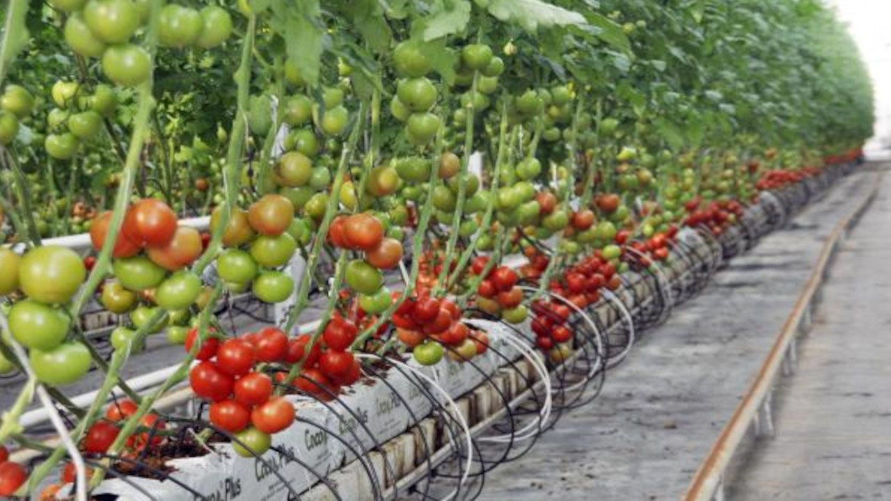 Antalya'da topraksız tarım: Domatesten sonra sıra çilekte