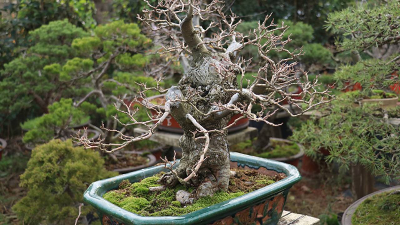 Yalova'ya minyatür ağaç müzesi: 200'e yakın bonsai sergilenecek