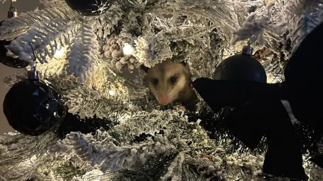 Yılbaşı ağacında keseli sıçan buldu
