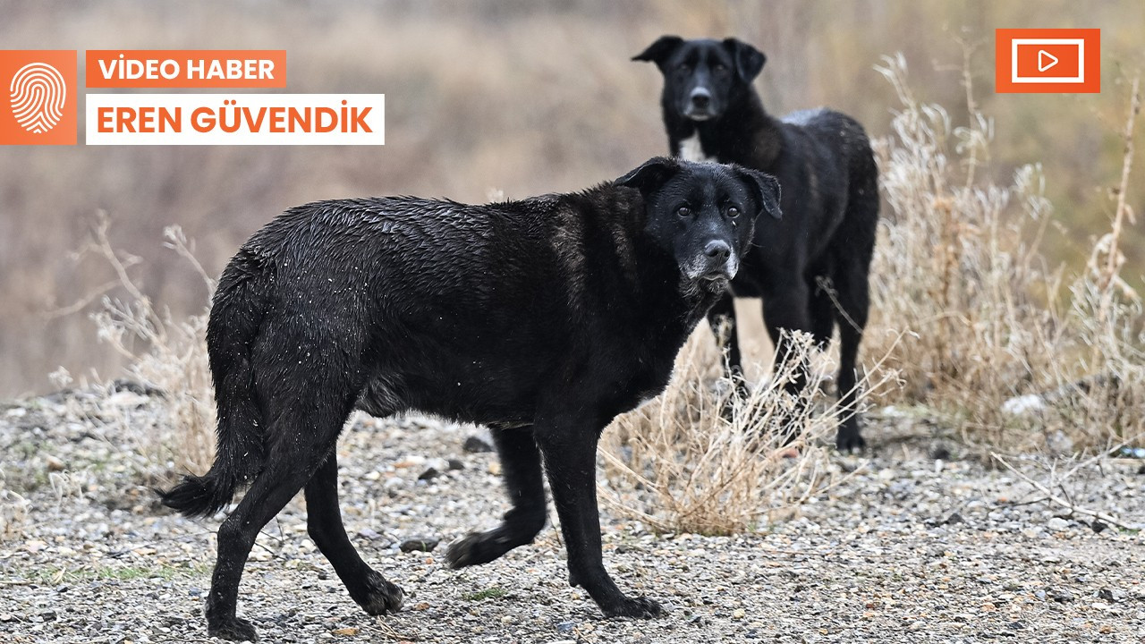 Ankara'nın 'başıboş köpek' sorunu: Çözüm belli, adres neresi?