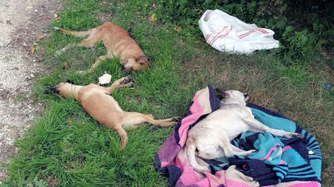 Tarsus'ta zehirlenen 10 köpek öldü