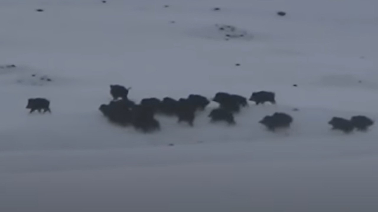 Ardahan'da yiyecek arayan domuzlar görüntülendi