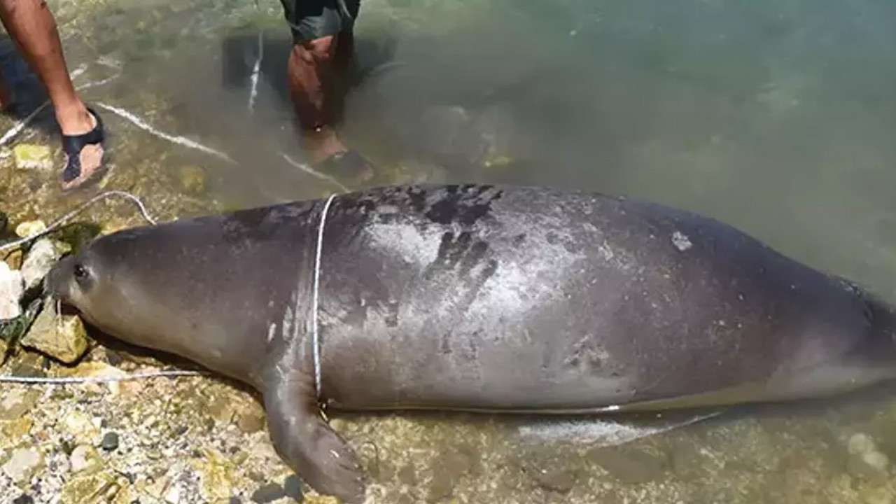 Antalya Körfezi'nde balıkçı ağlarına takılan Akdeniz foku öldü
