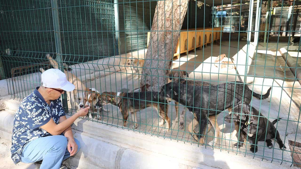 Marmaris Belediyesi 1258 kedi ve köpeği sahiplendirdi