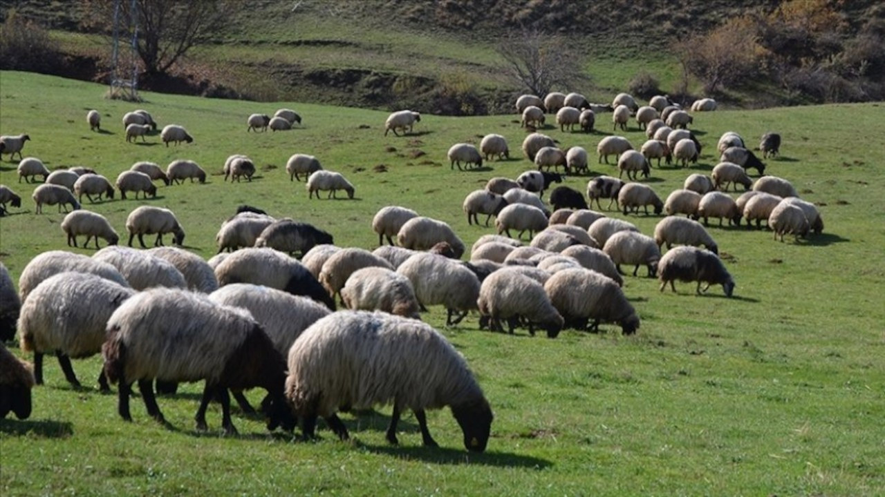 Çobana cinsel saldırıda bulunan iki sanığa hapis cezası: Şeytana uyduk
