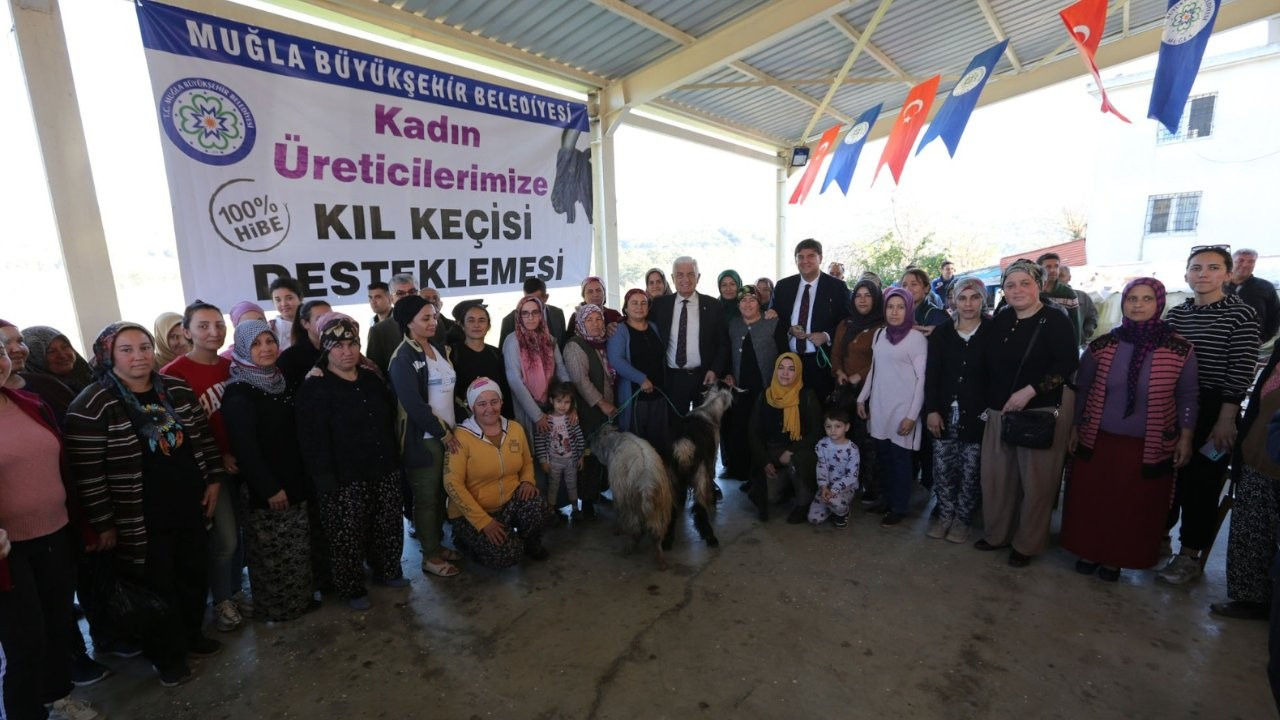 Muğla Büyükşehir Belediyesi'nden kadın üreticilere kıl keçisi desteği