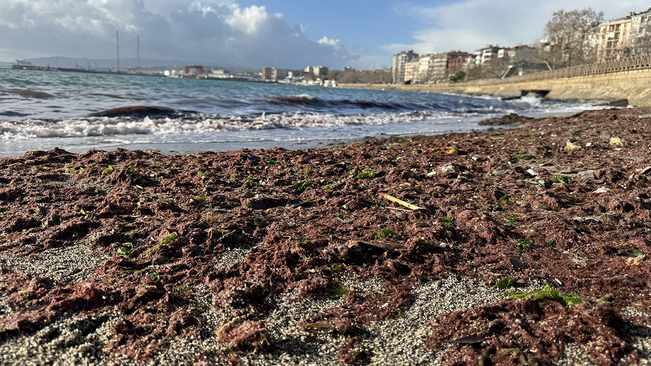 Tekirdağ sahilinde lodos nedeniyle kırmızı yosun birikintisi oluştu