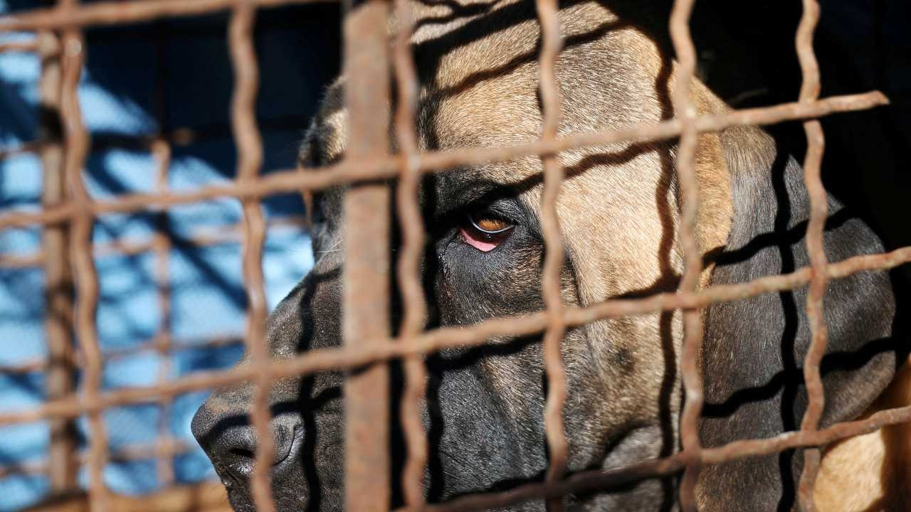 Parlamento onayladı: Güney Kore'de köpek eti yemek yasaklanıyor