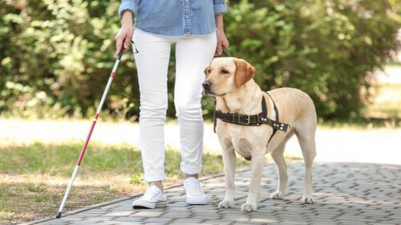 Protokol imzalandı: Görme engelliler için köpek yetiştirilecek