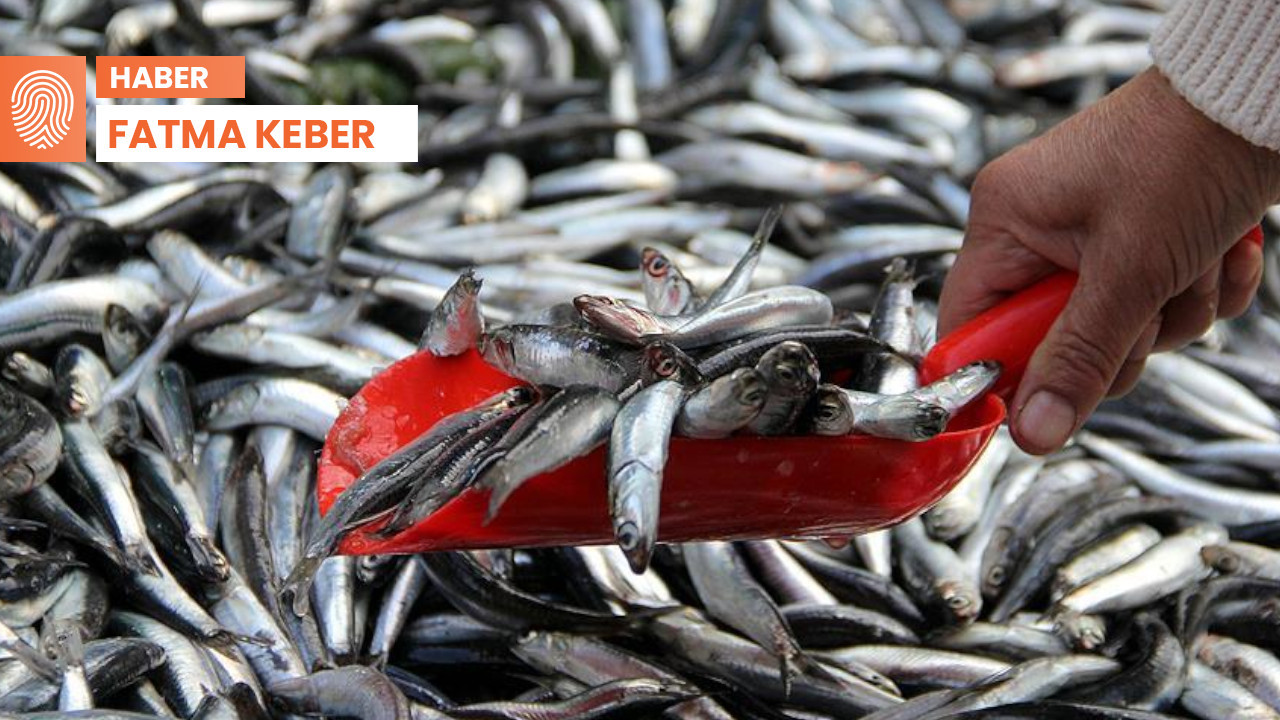 Urfa'da ekonomik kriz trendi belirledi: Balık in, kırmızı et out