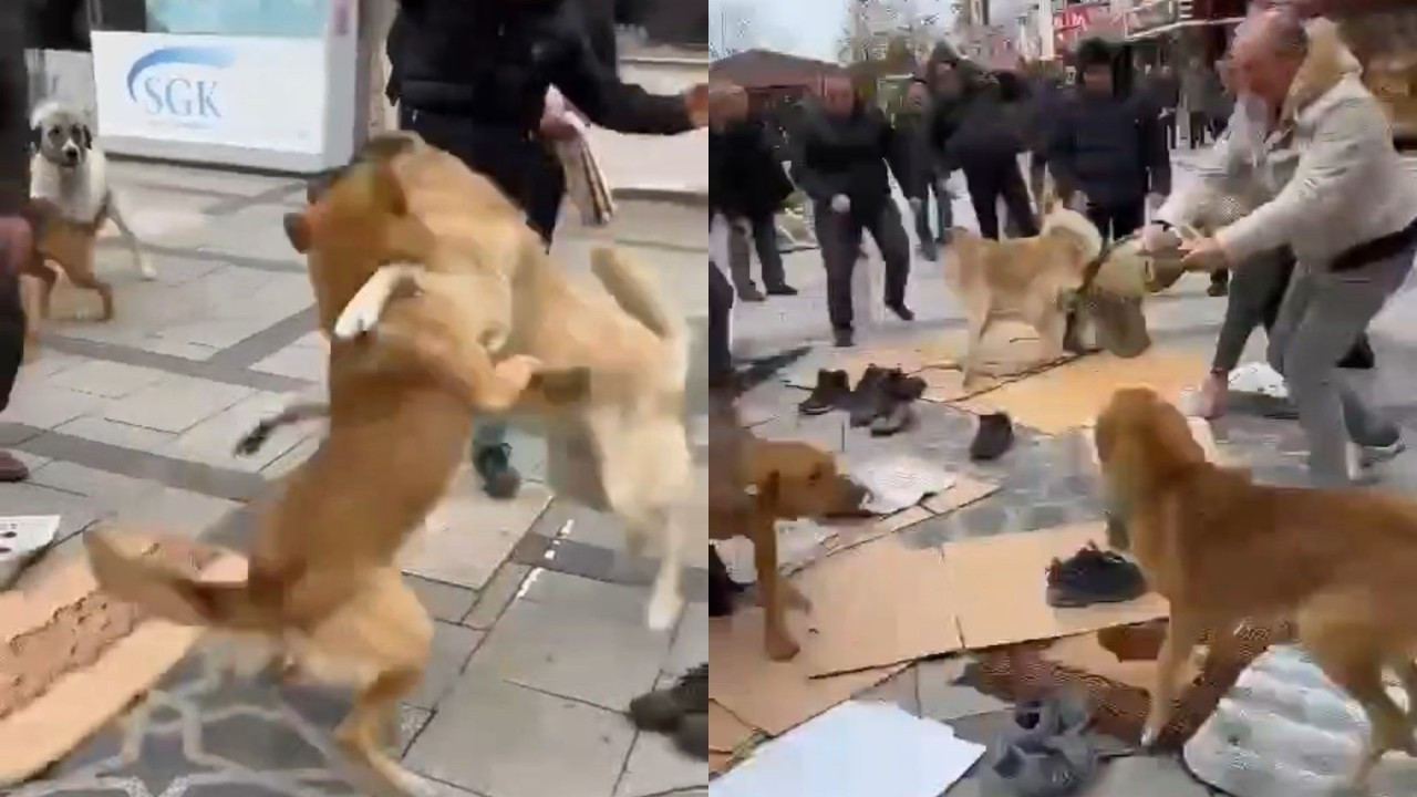 Kavga eden köpekler cemaatin arasına daldı