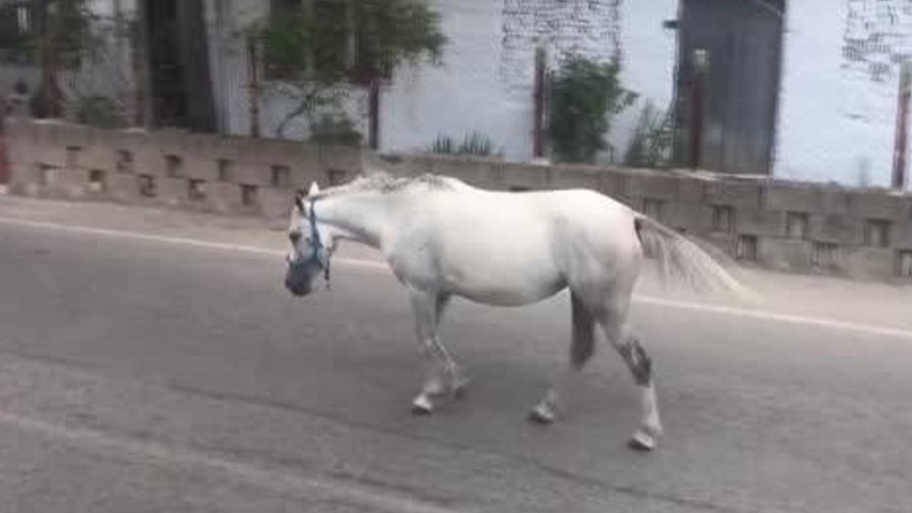 Esenyurt sokaklarında başıboş dolaşan iki beyaz at...