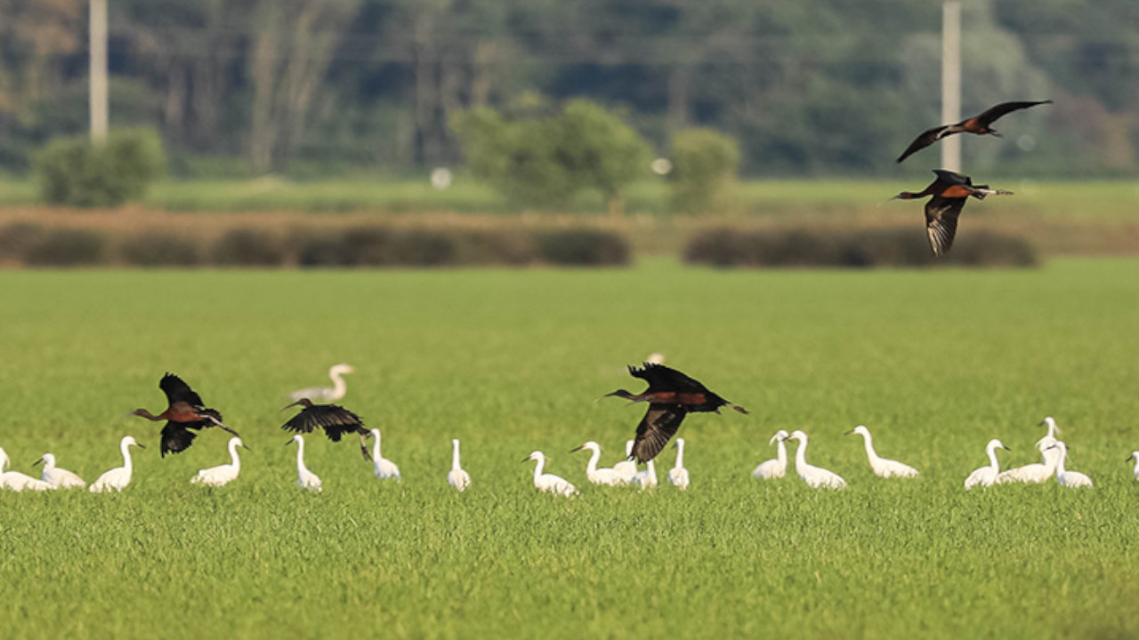 Kızılırmak Deltası Kuş Cenneti binlerce göçmen kuşu ağırlıyor