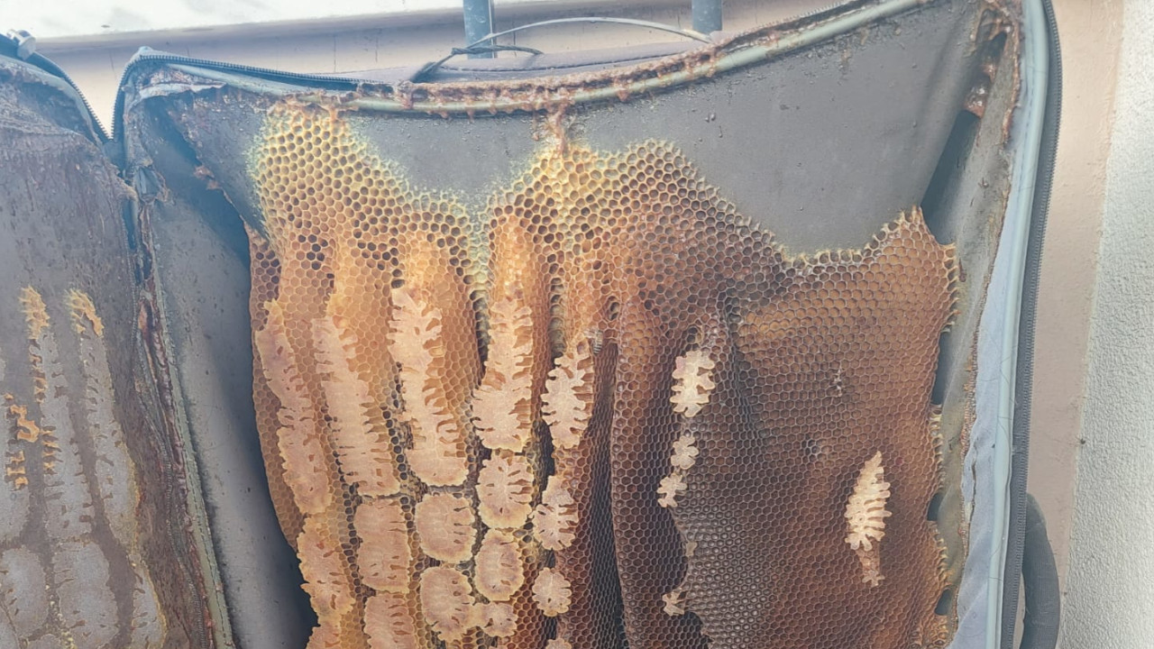 Arılar valize petek yaptı