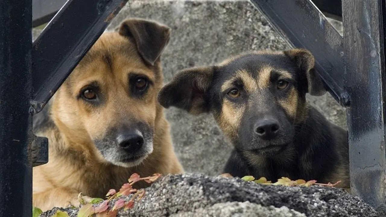 İtalya'da sokağa dışkılayan köpeklerin sahiplerine para cezası