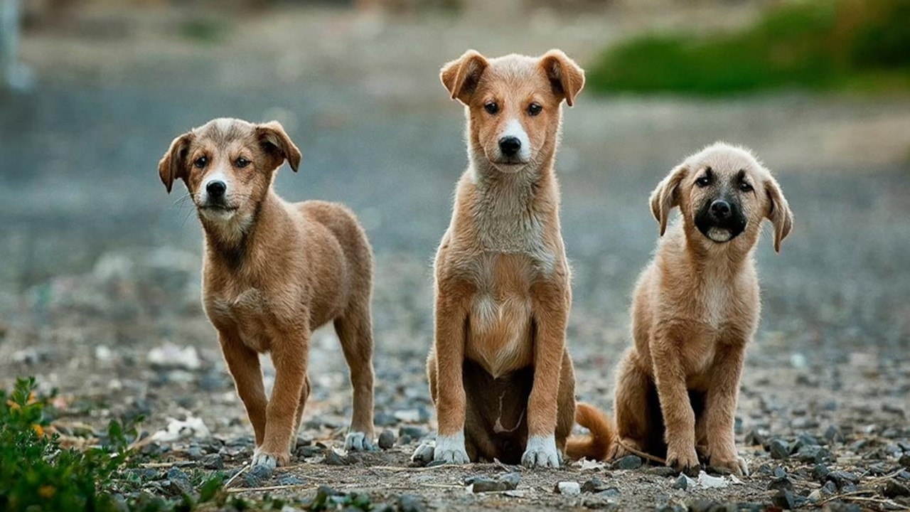 Gülay Ertürk: Sokak köpekleri için 6 ayda yüzde 70 kısırlaştırma şart