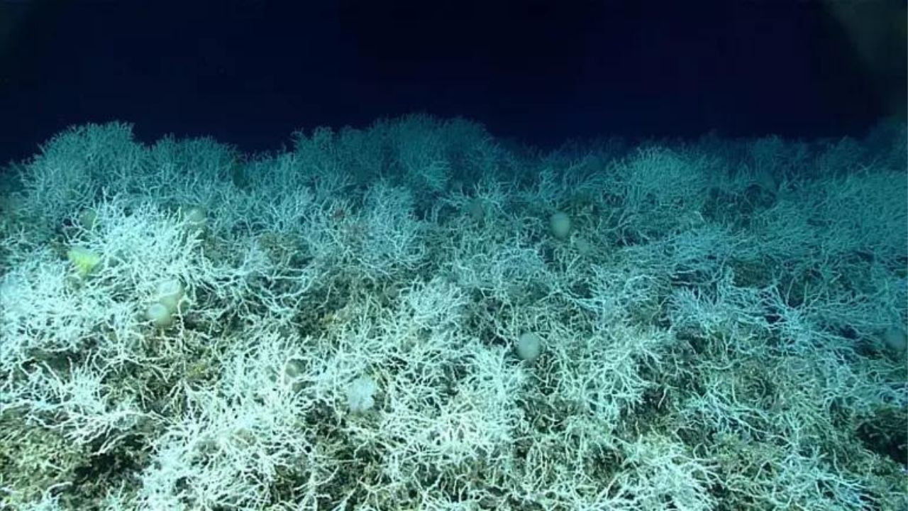 Dünyanın en geniş mercan resifinin haritası çıkarıldı