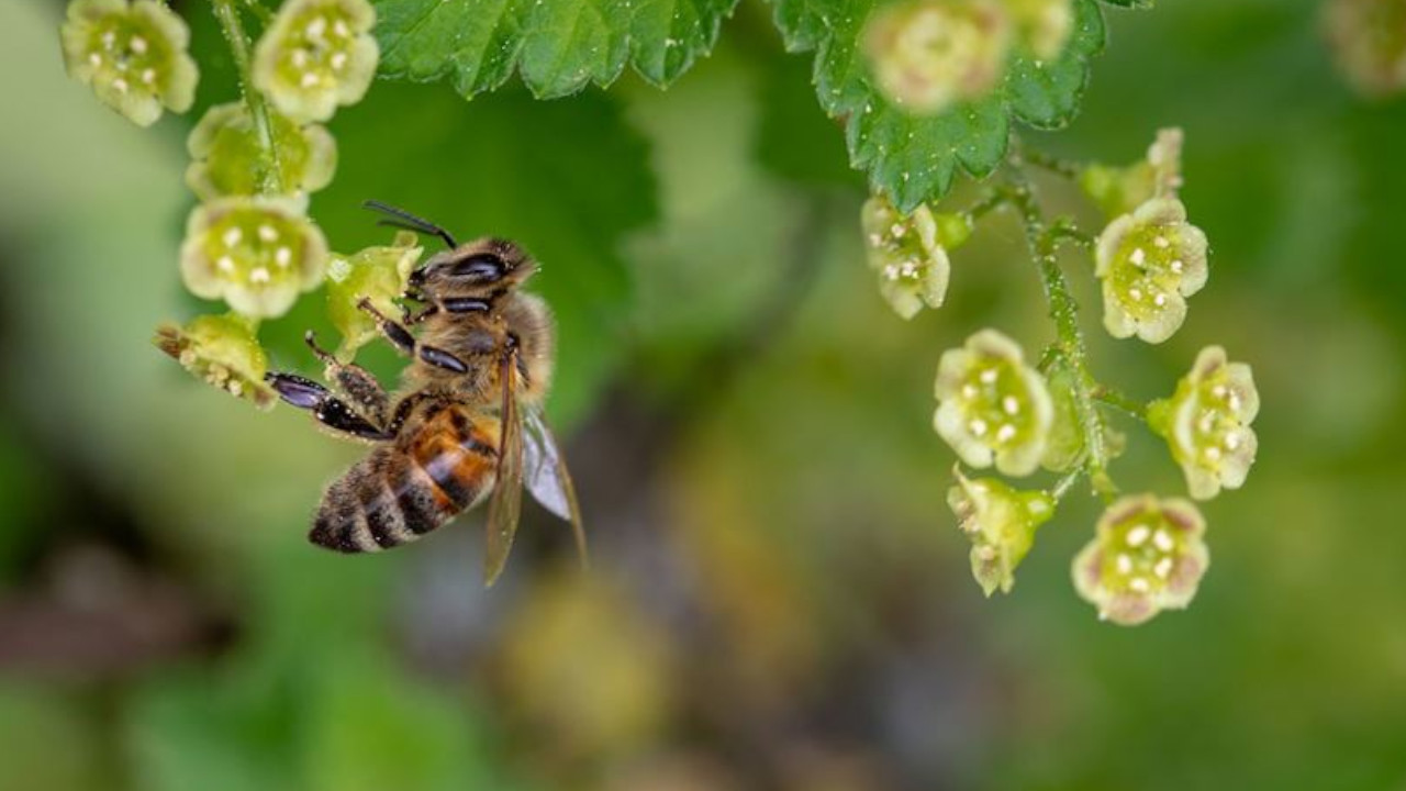 Uzmanlar uyardı: İklim değişikliği arı ölümlerini tetikliyor