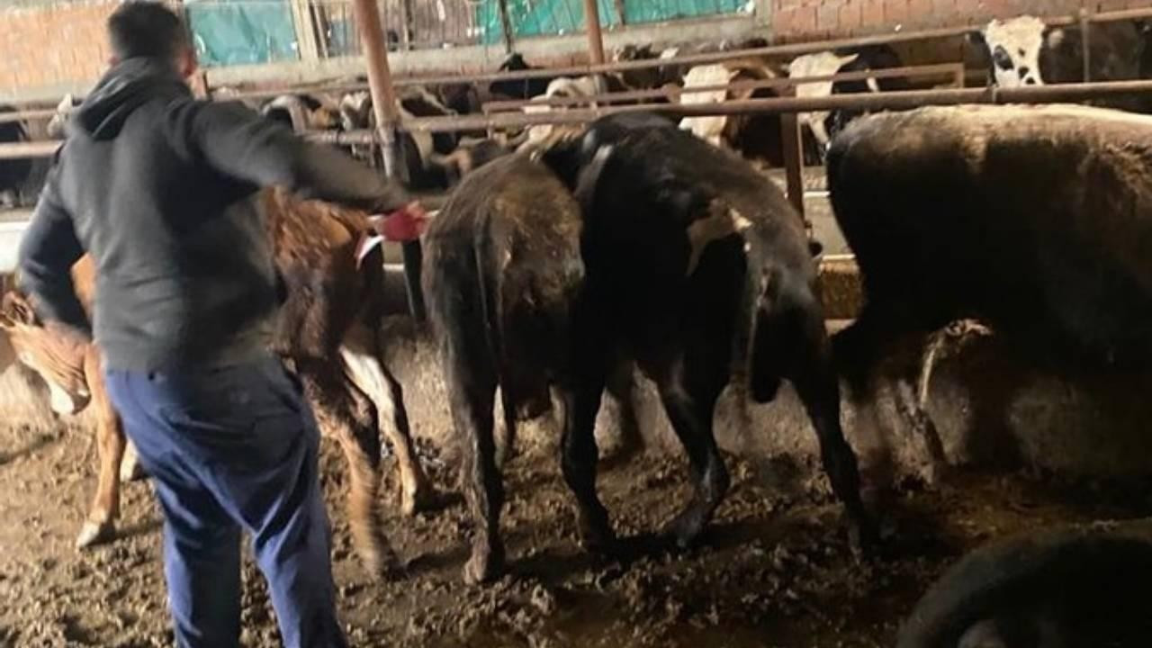 Kırklareli'nde kaçak büyükbaş hayvanlara 81 bin lira ceza