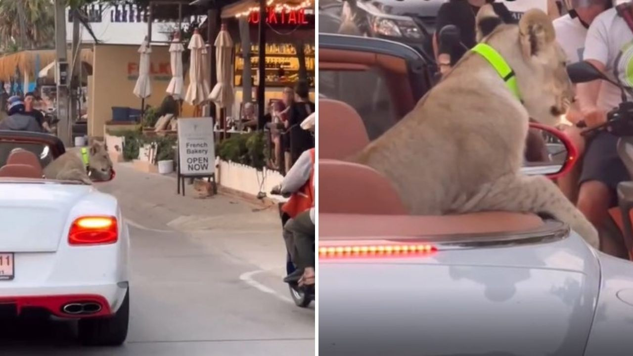 'Evcil' aslana lüks araçta şehir turuna gözaltı