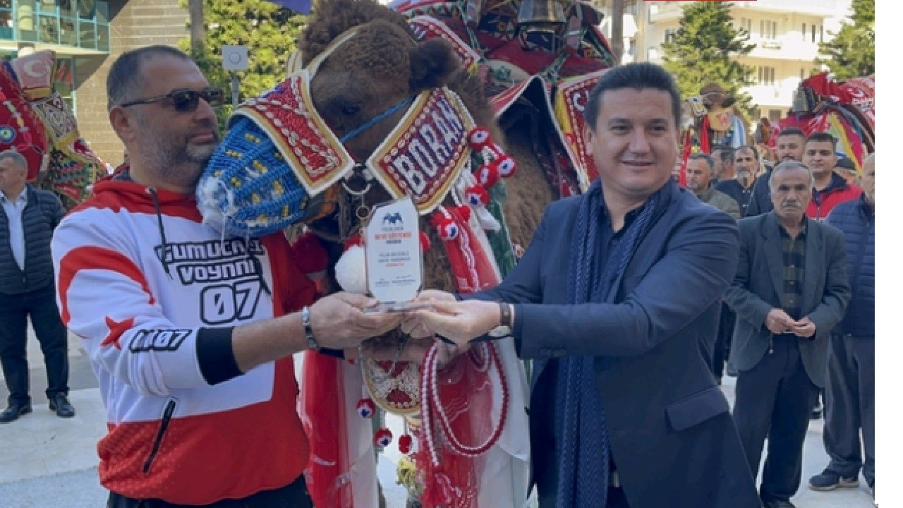 Antalya'da 'en süslü deve' yarışması