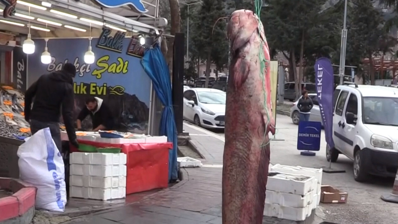Amasya'da bir balıkçı 75 kilogramlık yayın balığı yakaladı