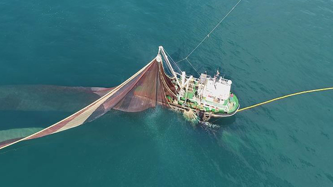 Karadeniz'de deniz sıcaklığı arttı, balık türü azaldı