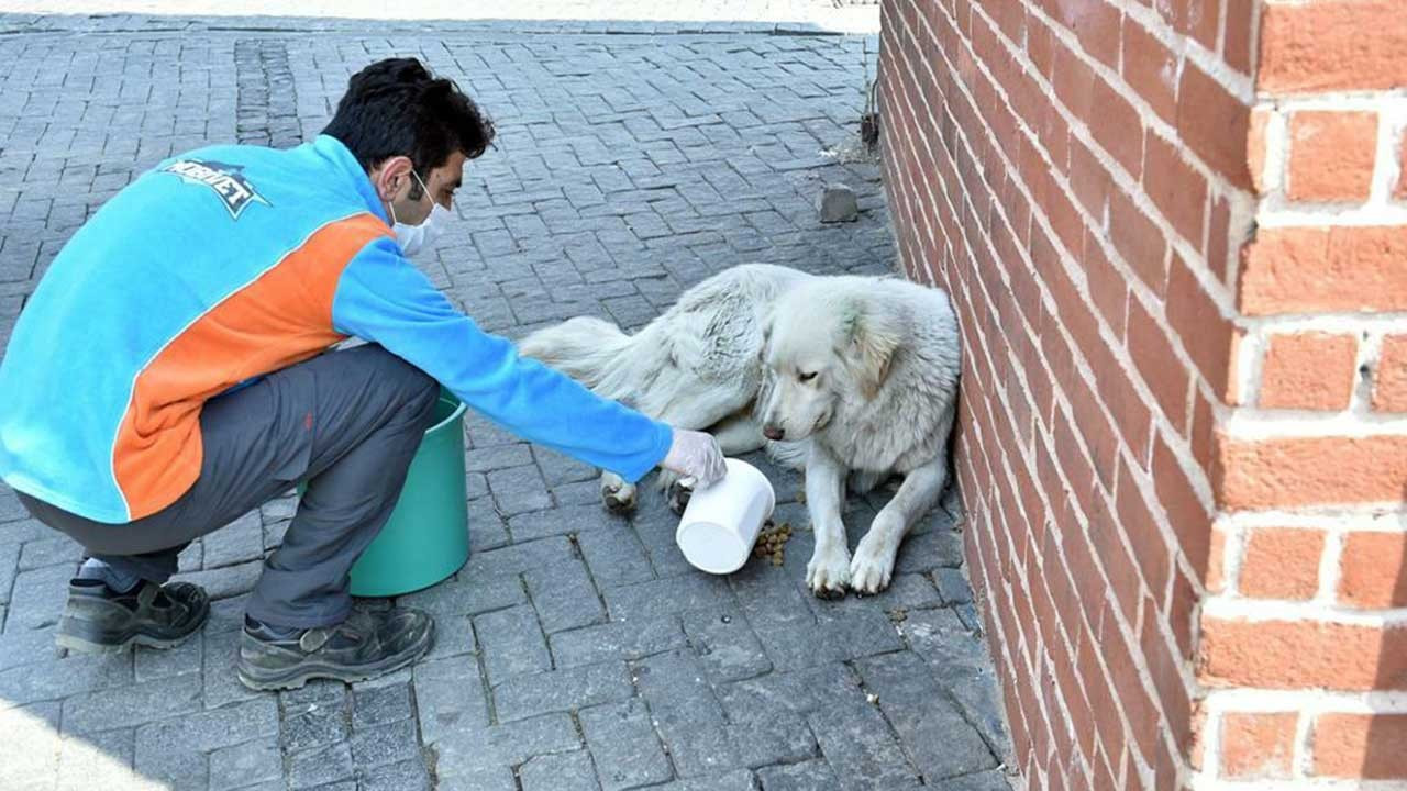 Beşiktaş Belediyesi'nden sokak hayvanlarına 7/24 veterinerlik hizmeti