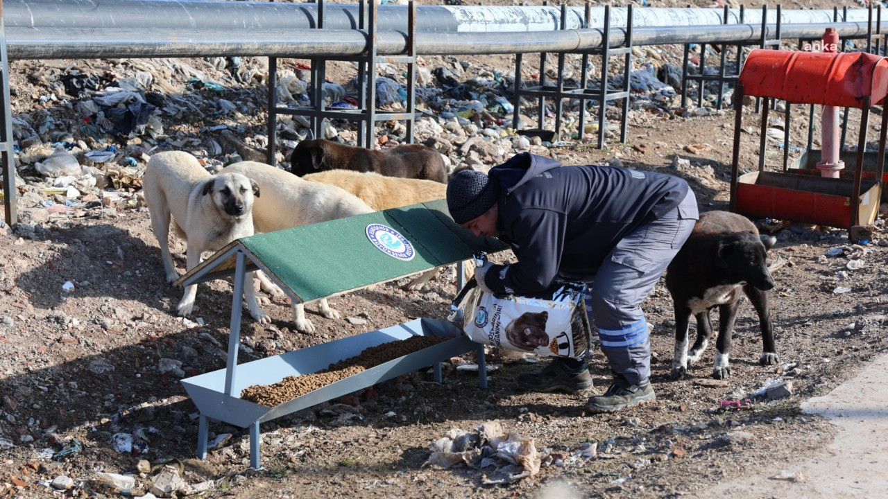 Eskişehir Büyükşehir Belediyesi'nden sokak hayvanları için iş birliği