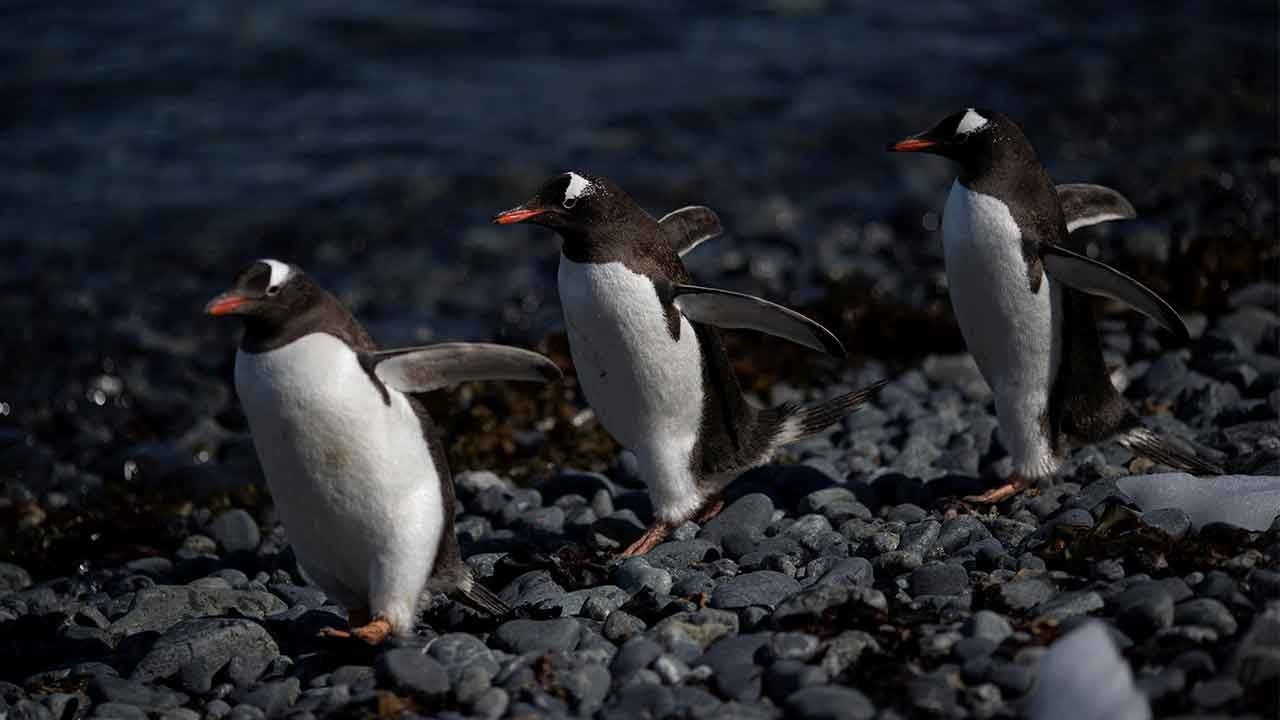 Avustralya'da penguen 'sürprizi': Binlerce kilometre yüzmüş