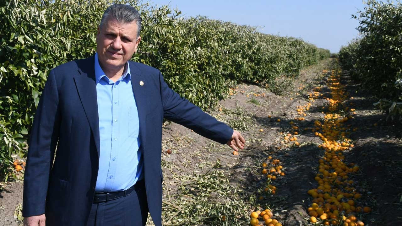 CHP'li Ayhan Barut: Yeşillenme Hastalığı'na karşı tedbir alınmalı