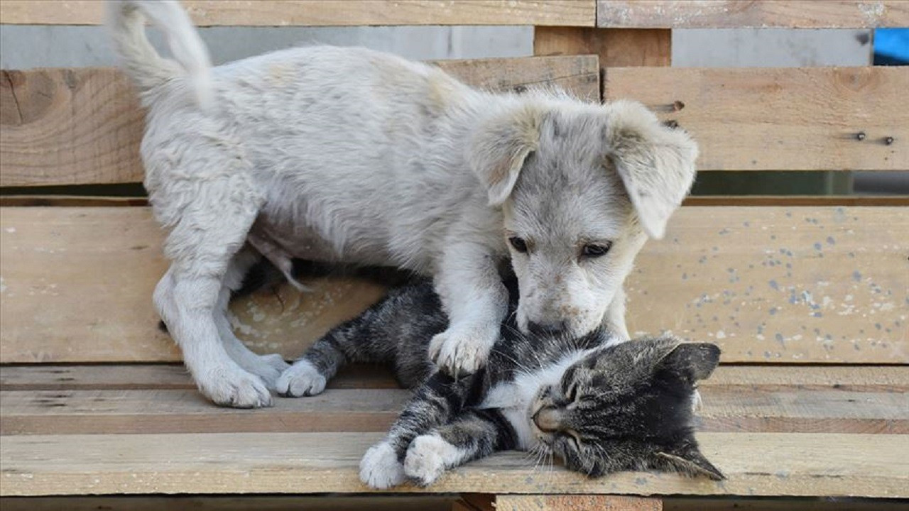 AK Parti'den sokakta yaşayan köpeklerle ilgili yasa taslağına ilişkin yeni açıklama