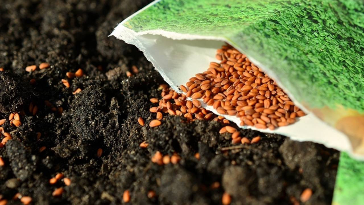 Tohum üreticilerinden 'yerli ve milli tohum dağıtın' çağrısı