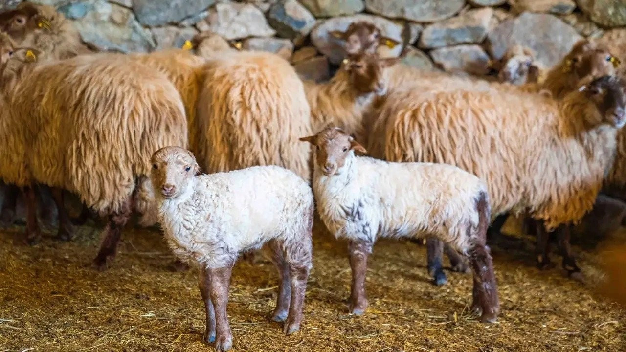 Küçükbaş hayvan üreticisi: Destekler koyunların aşı parasına yetmiyor