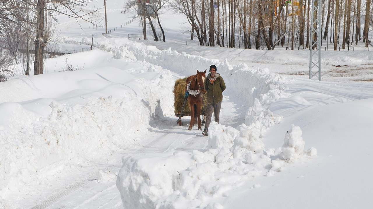 Varto'da besici köylüler hayvanlarına kızakla ot taşıyor