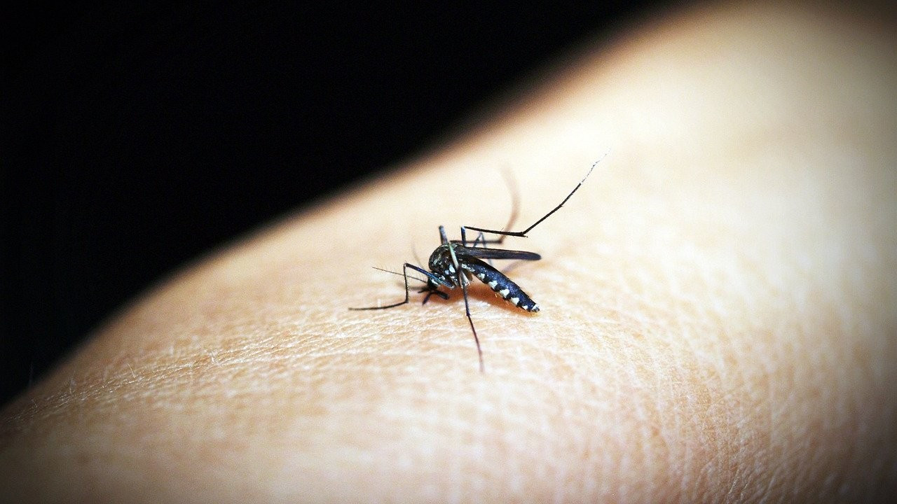 Sivrisineklerin en sevdiği kan grubu hangisi?