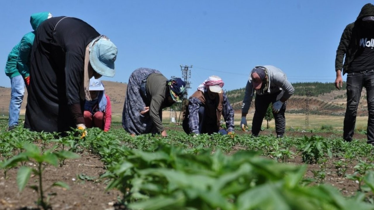 Bakanlık ilan yayınladı: Kurayla 1500 tarım işçisi alınacak