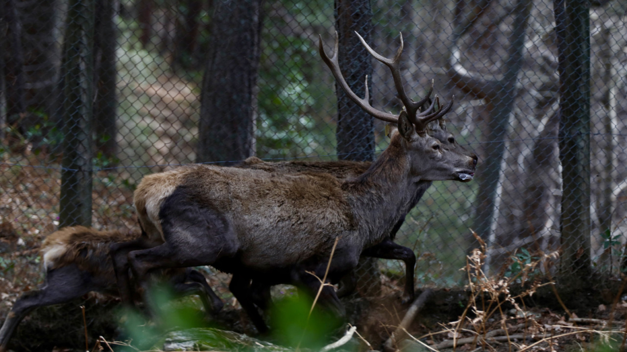 Samsun'da koruma altındaki kızıl geyikler yetiştirilerek doğaya salınıyor