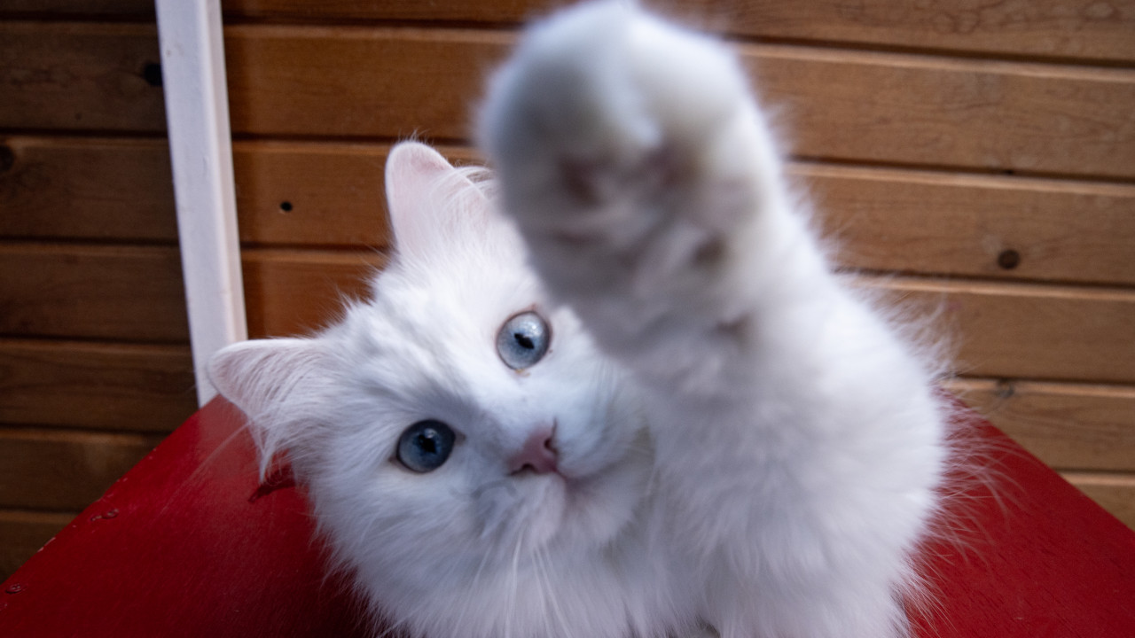 Kedi tırmığına dikkat: Görme kaybı yaratabilir