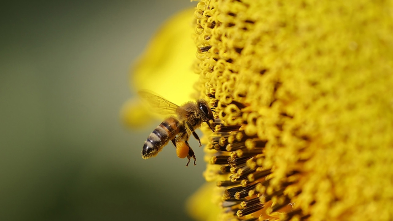 'İklim değişikliği toplu arı ölümlerine neden olabilir'