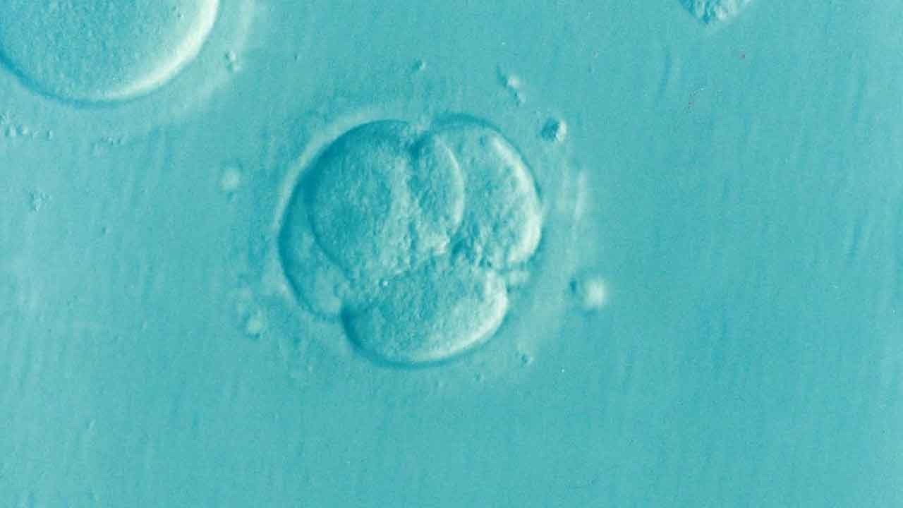 Dondurulmuş embriyoyu 'çocuk' saydılar