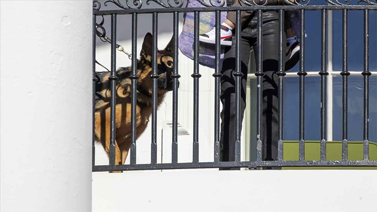 Biden'ın köpeği, gizli servis ajanlarını en az 24 kez ısırmış
