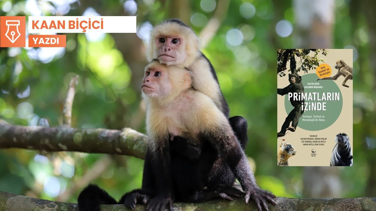 Primatolojiyi keşfetmek ve primatların izini sürmek