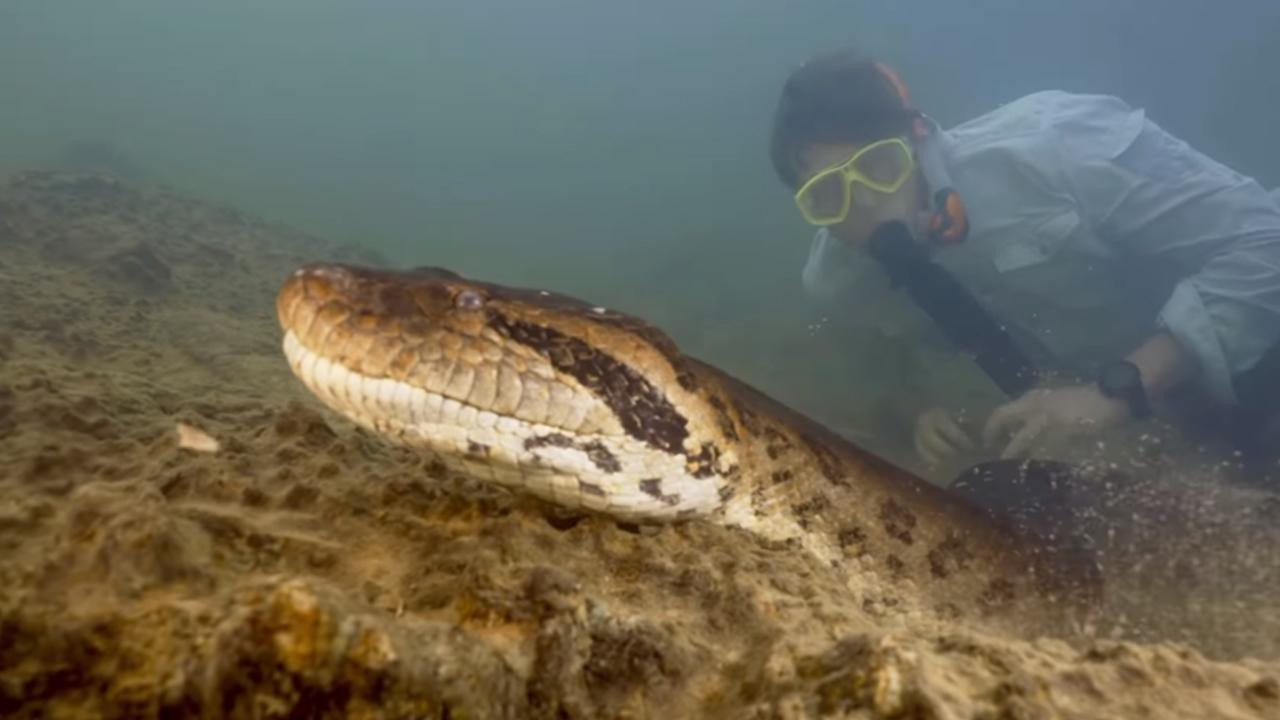 Dünyanın en büyük yılan türü keşfedildi